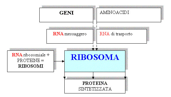 RIBOSOMI_sintesi_proteica_s (36K)